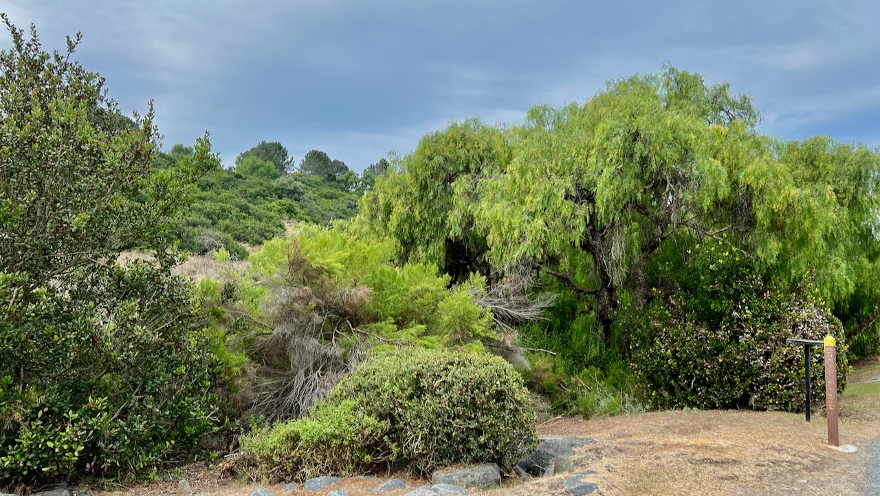 A Harmonious Morning Hike in Rice Canyon, Chula Vista