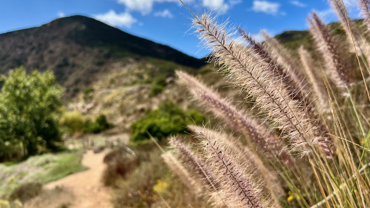 A Sunny Sunday Stroll: Birdwatching Delight on the Grasslands Crossing Loop at Mission Trails, San Diego