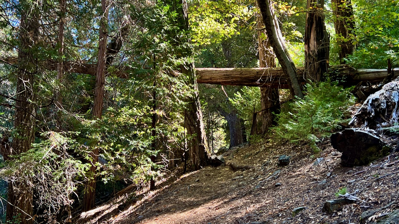 A Symphony of Nature: Exploring Palomar's Lower Doane and Weir Trail Loop