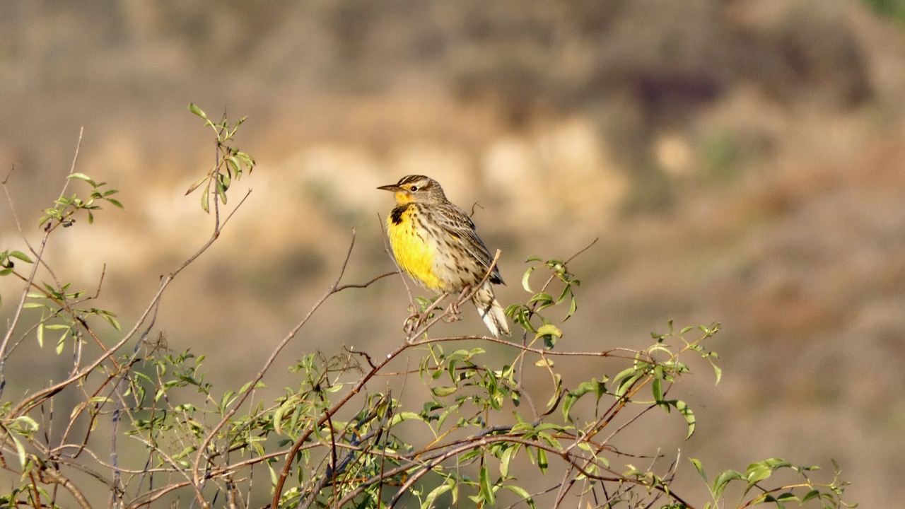 Chasing Feathers: A Sunny Sojourn on Los Peñasquitos Canyon Preserve West Trail