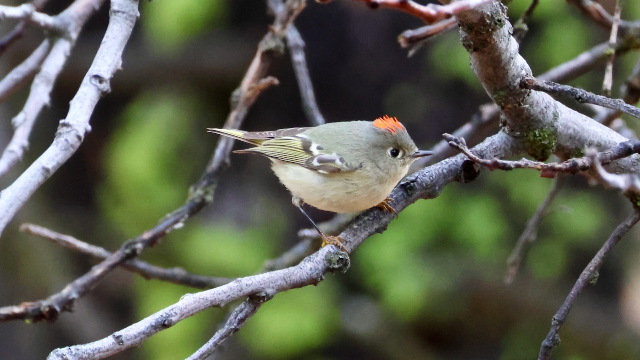 Cloudy Charms: A Morning Adventure in the Laguna Mountain Area