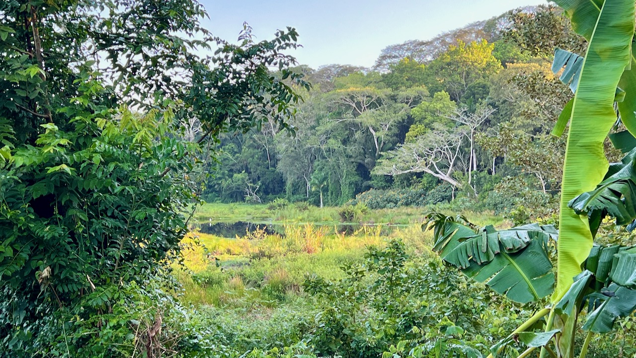 An Avian Adventure in Colón Province