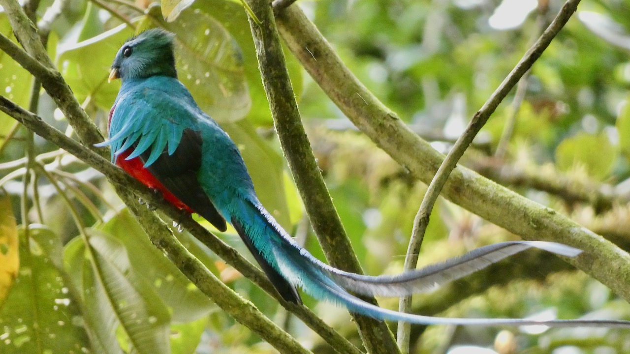 Trekking Through Paradise: Exploring the Pipeline Trail in Panama