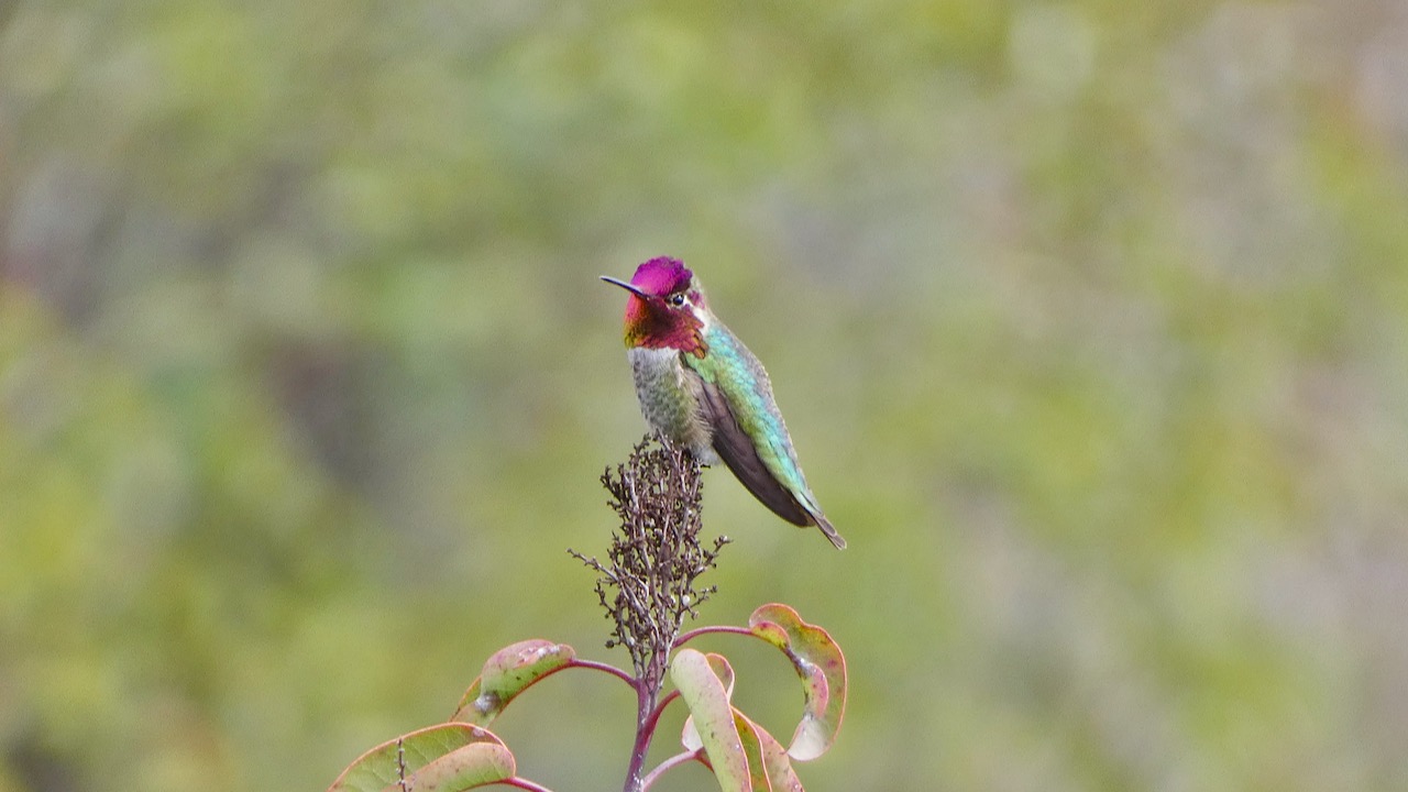 Embracing Nature's Beauty: Our Sunday Hike at Mission Trails Regional Park