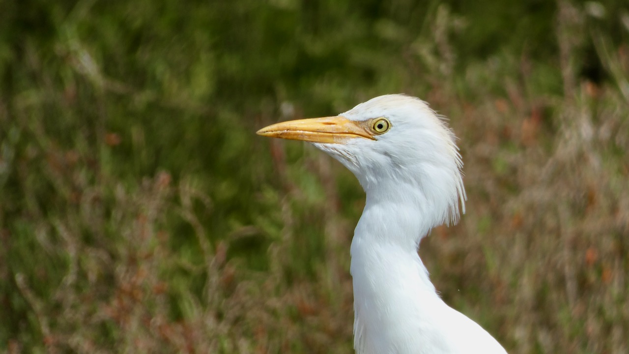 Discovering Delight: Rainy Adventures on the Bayside Birding and Walking Trail