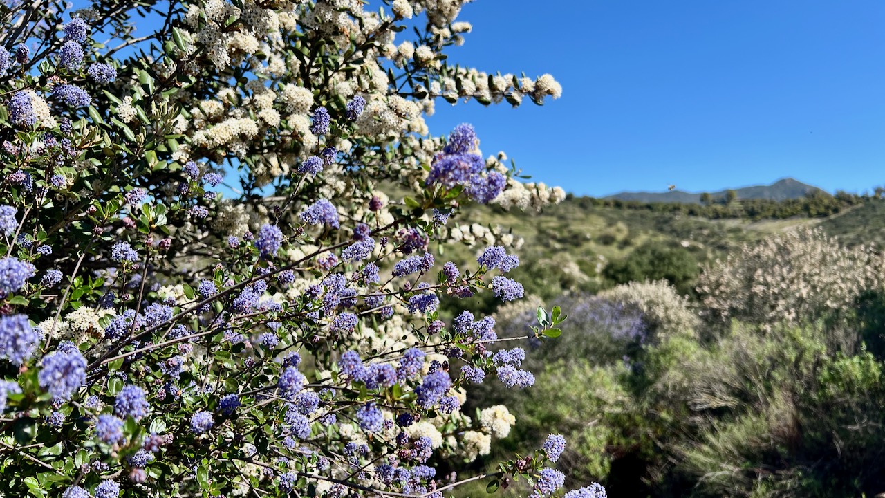 A Sunny Start: Morning on the Santa Margarita River Trail