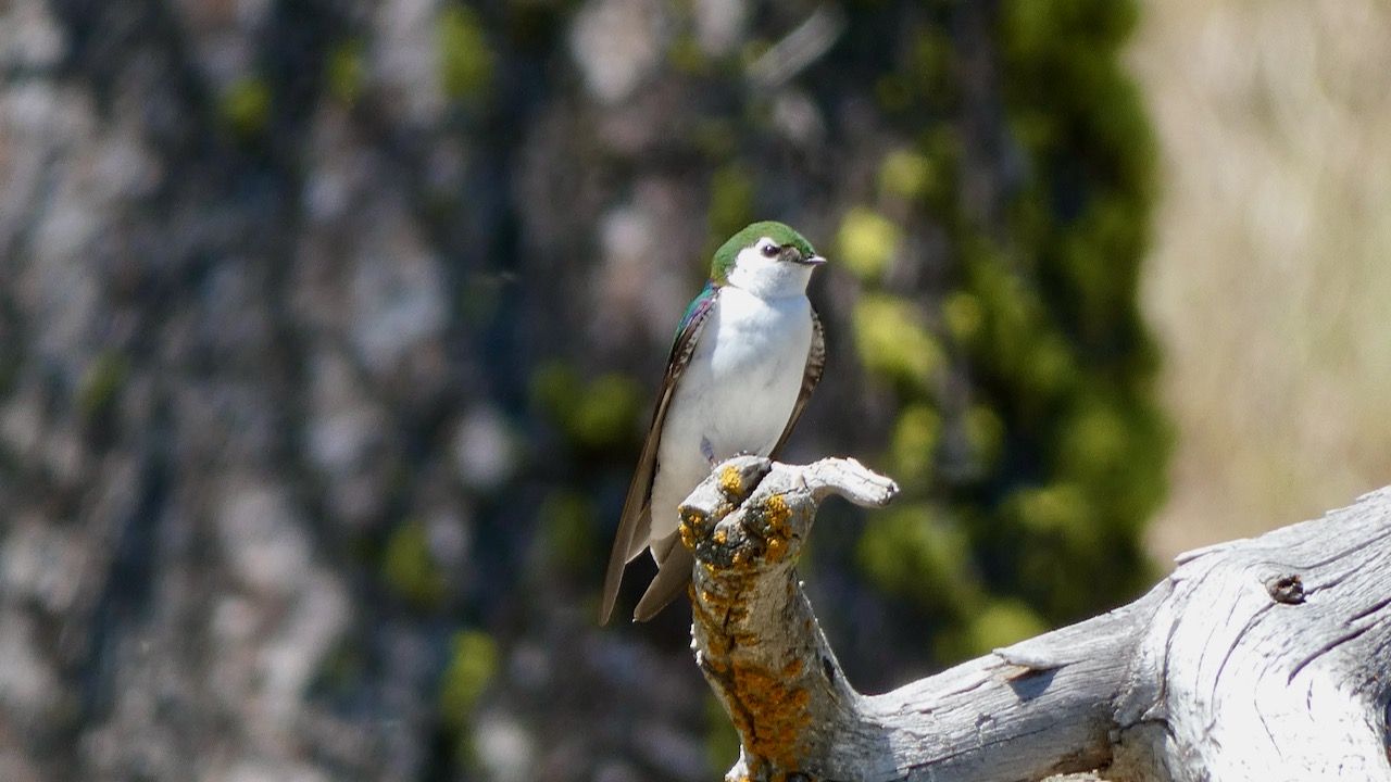 A Morning to Remember: Exploring the Big Laguna Trail