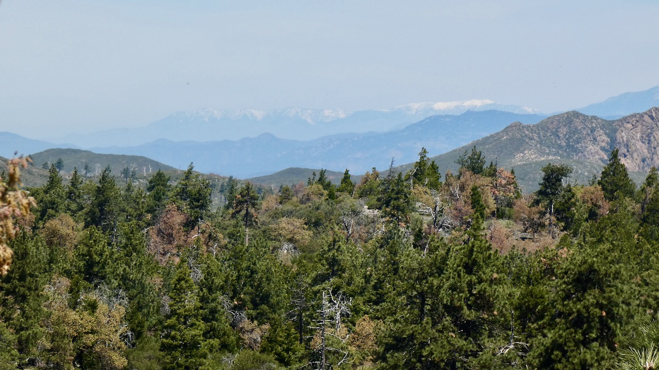 A Sunny Morning Hike in Laguna Mountains: Exploring Meadows Trailhead