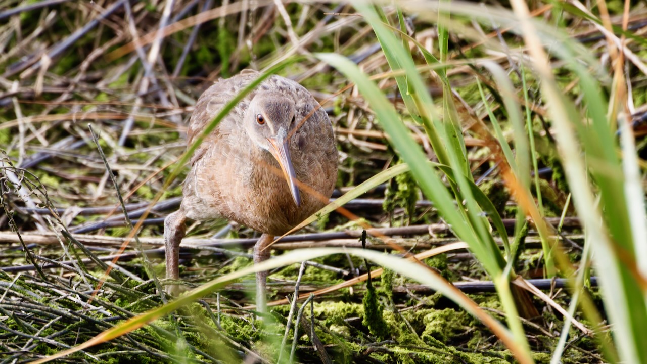 Discovering Nature: Hiking the Tijuana Estuary 