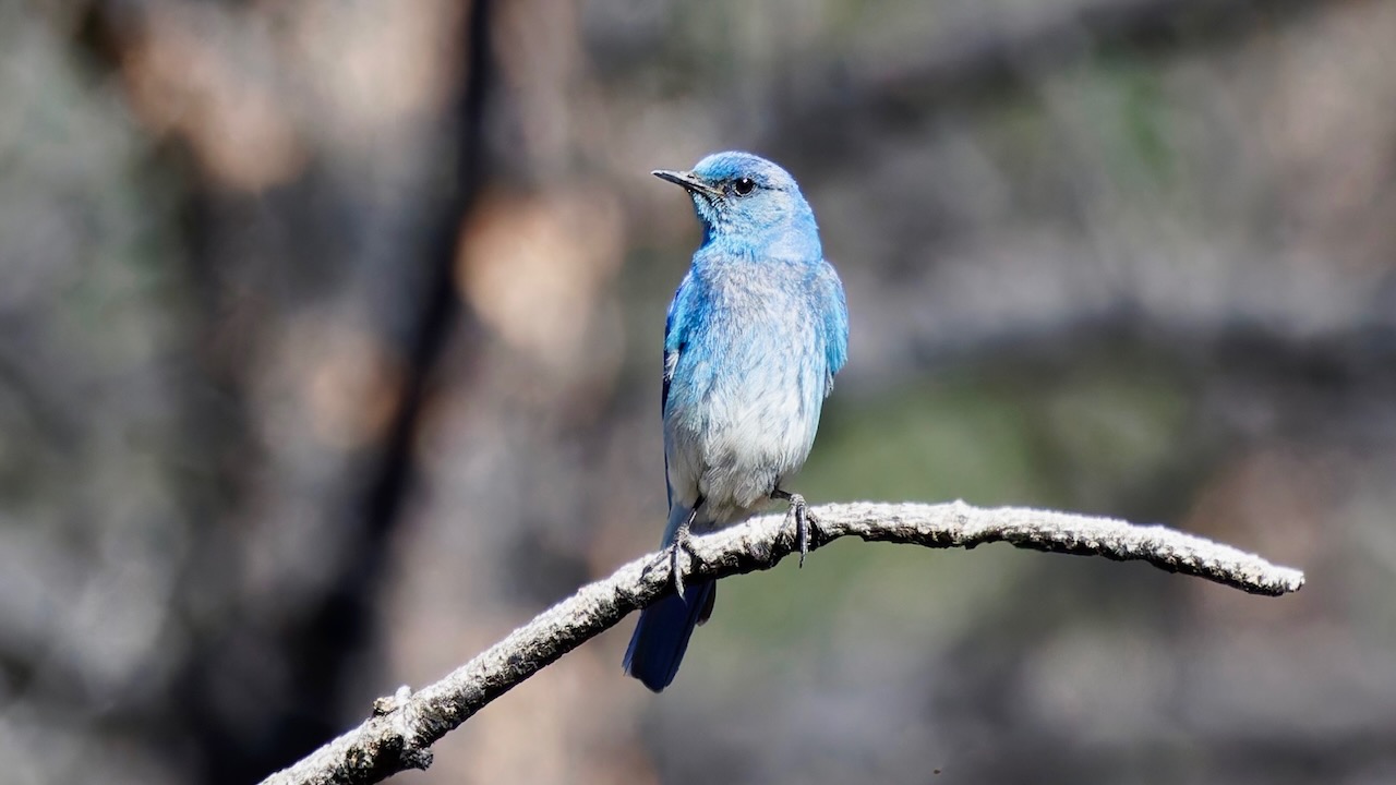 A Delightful Morning: Hiking the Upper Beaver Meadow Loop Trail