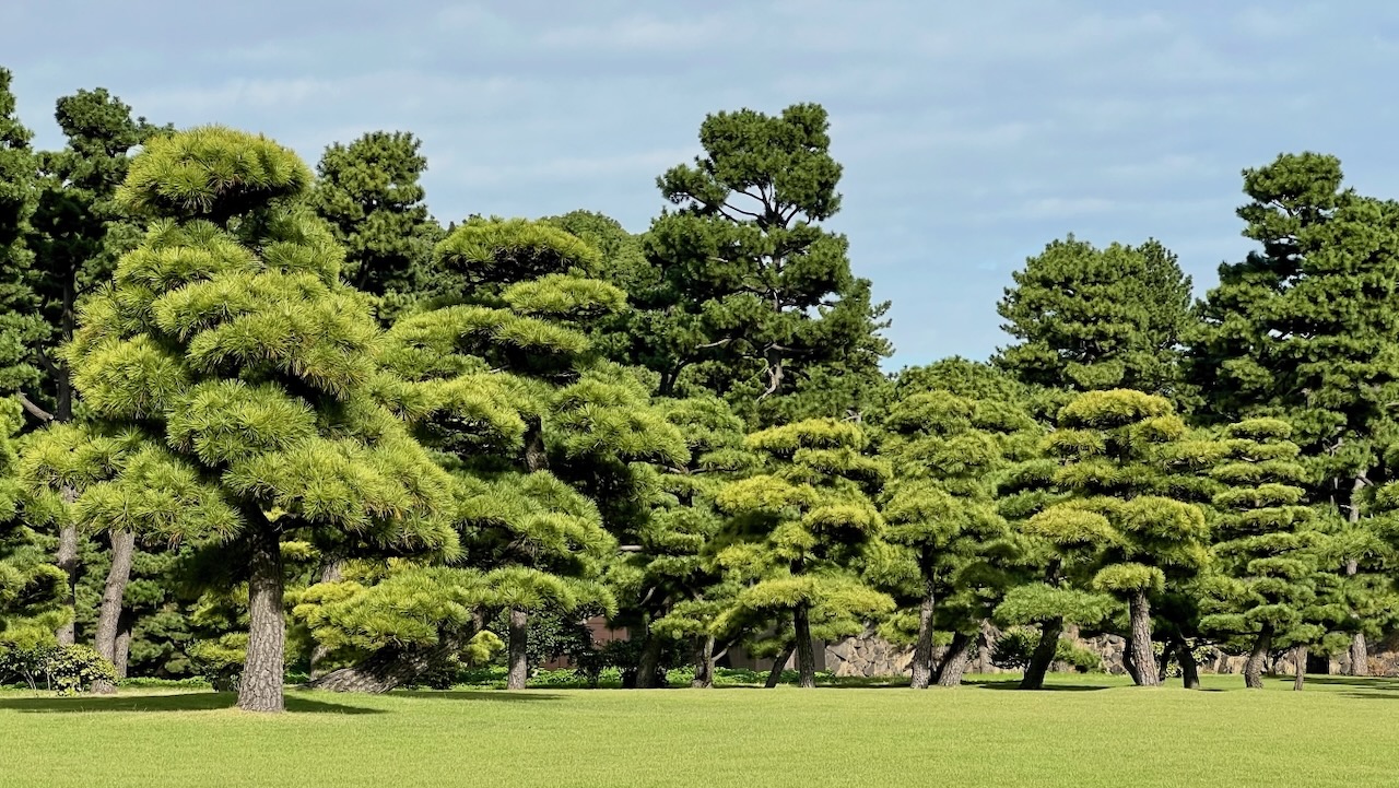 Discovering Ninomaru Garden