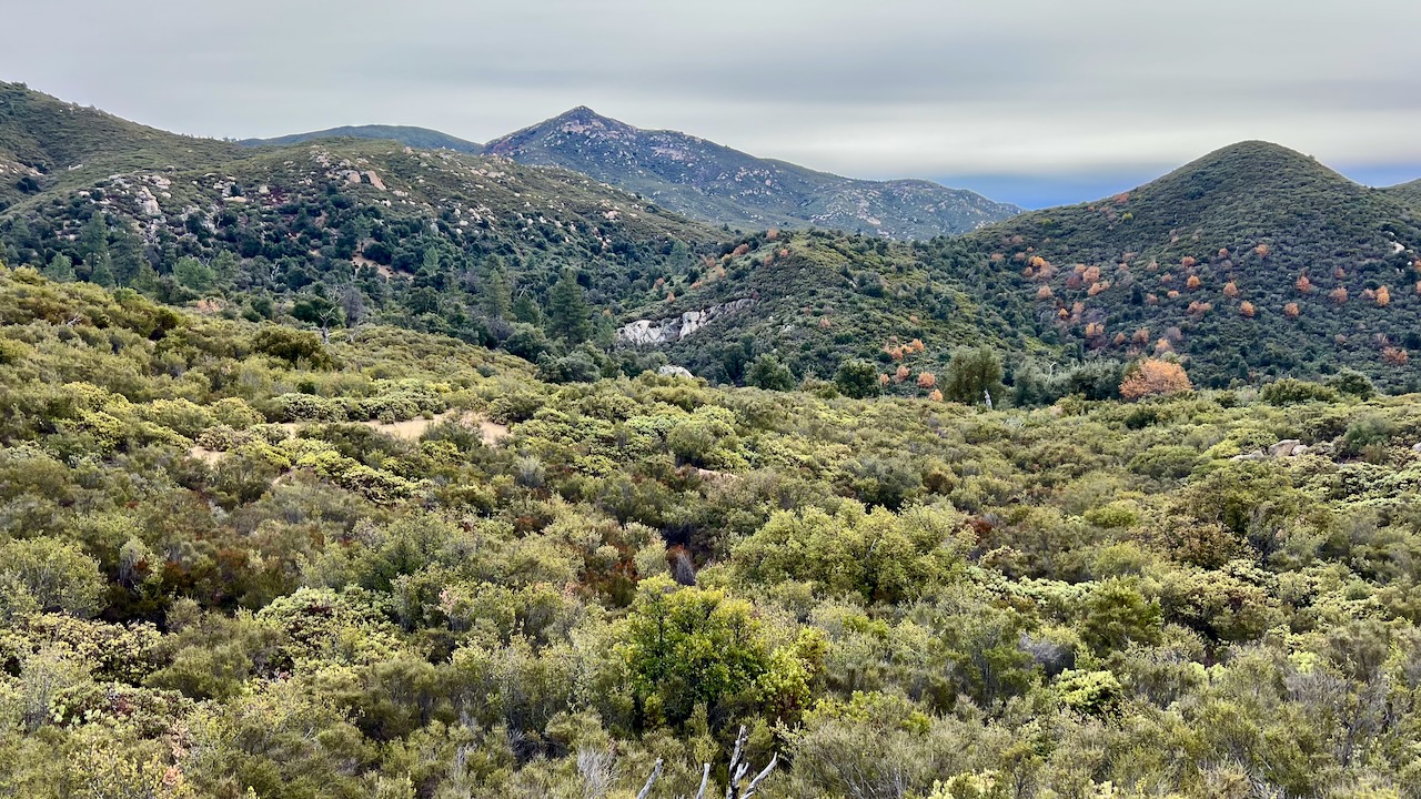 Windy Morning on the Pine Ridge Trail