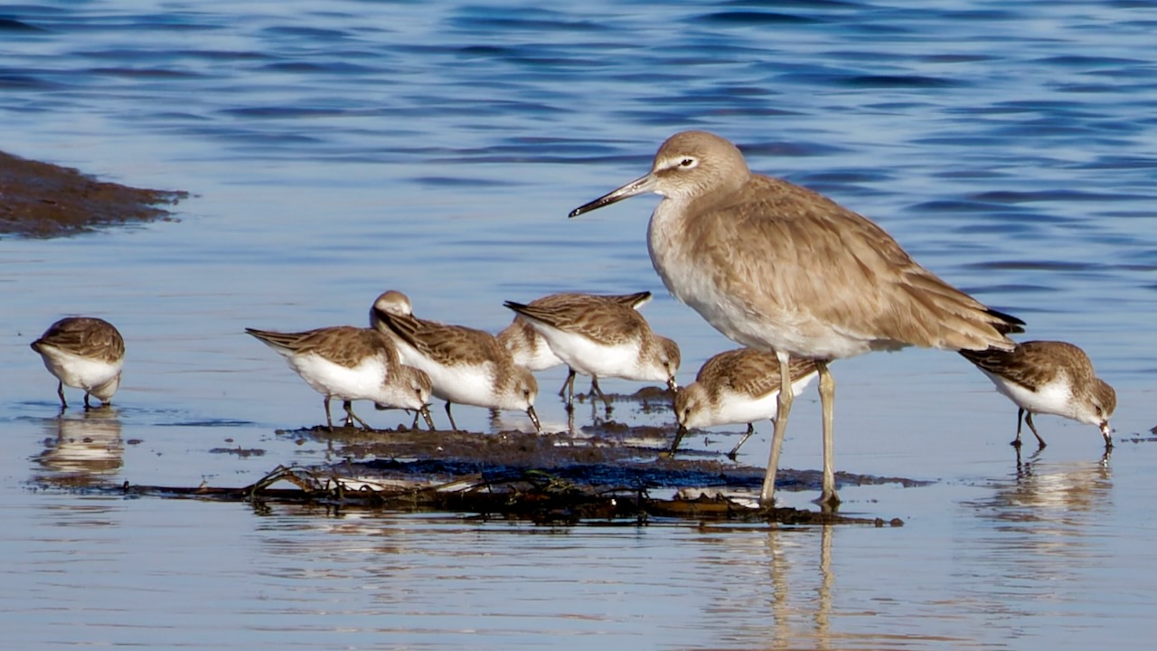 Exploring the Bayshore Bikeway: A Coastal Delight