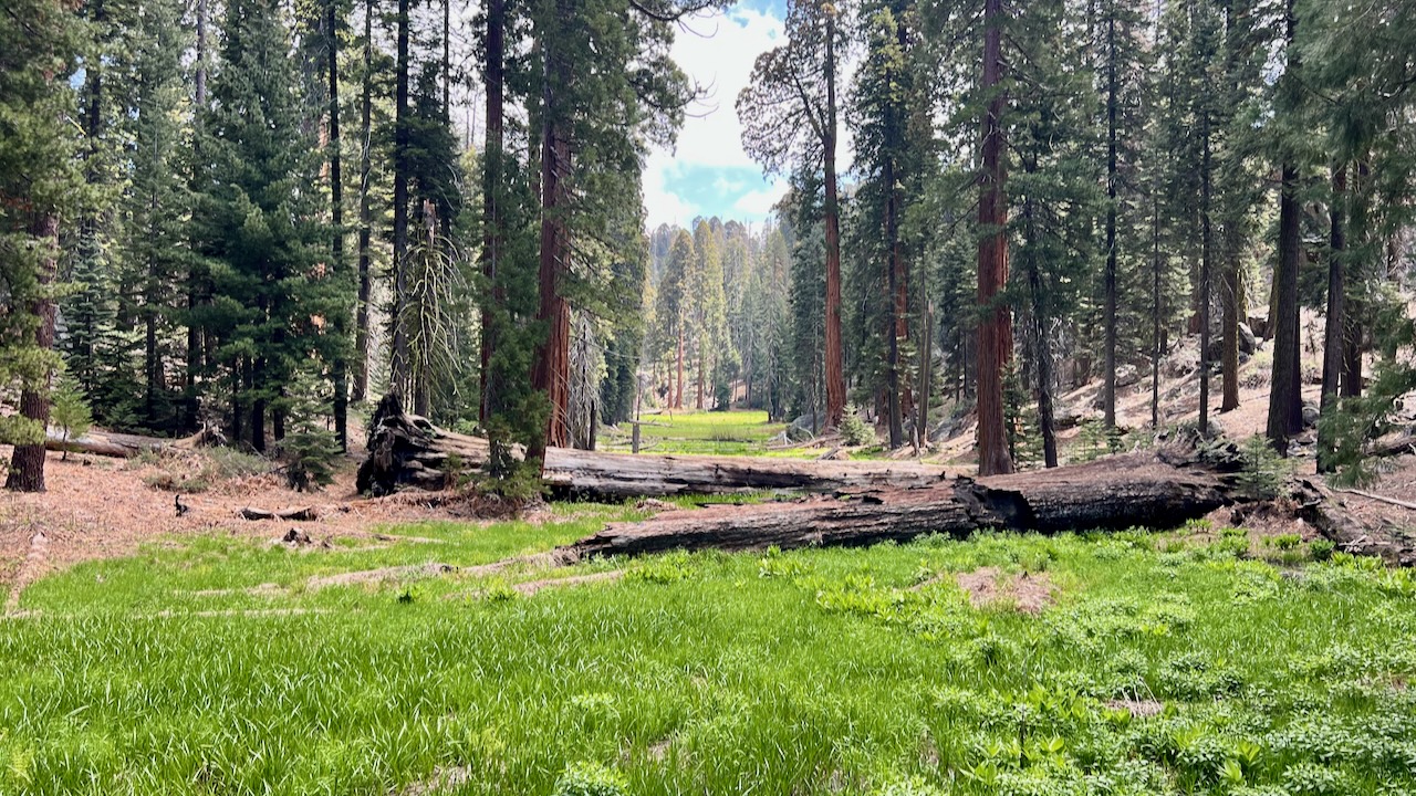 Among Giants in Sequoia