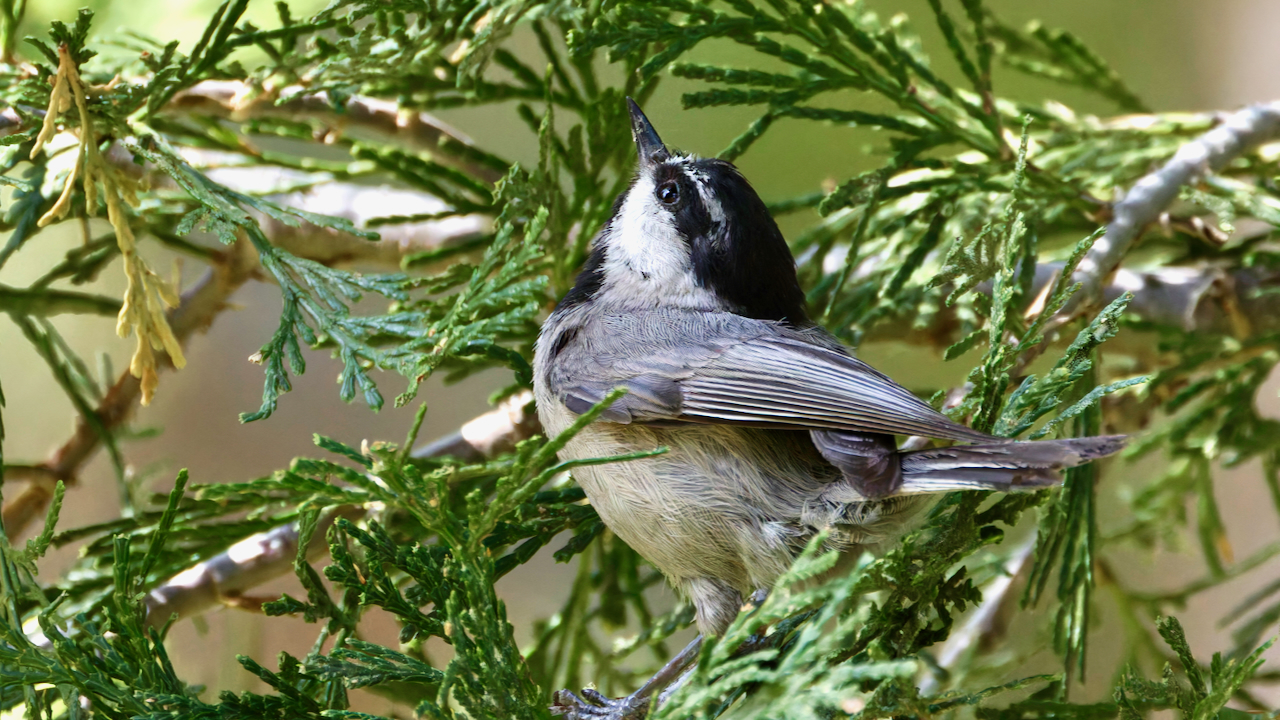 Birdsong and Spring Views in Laguna Mountains
