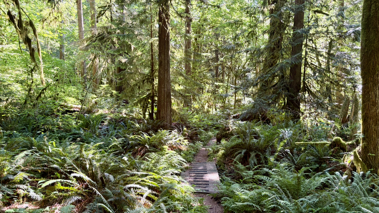 A Forest Escape in Rockport State Park