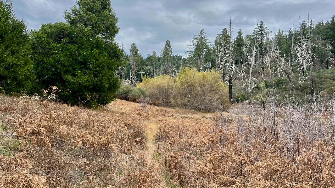 A Cloudy Morning on Palomar Mountain